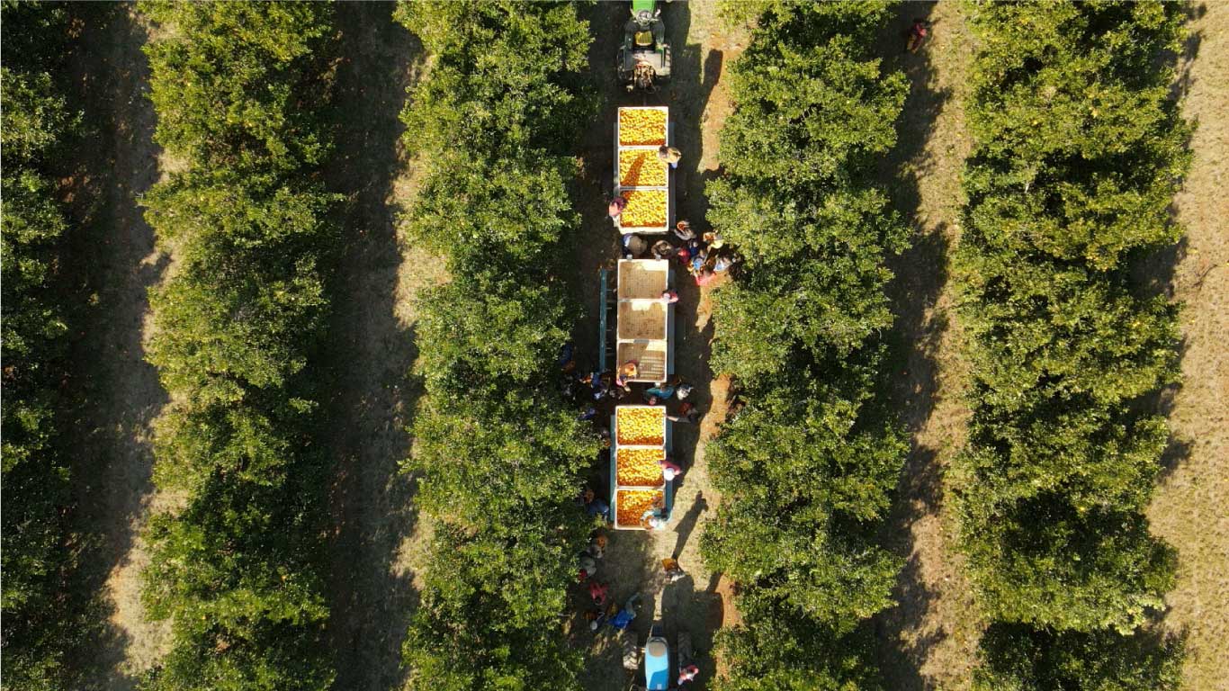 A Citrus Symphony: How Industries are Orchestrating a Future of Unity and Prosperity.